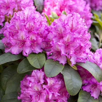 Pflanzenarzt Wurzel-Fit Rhododendren, 800 g Pflanzenarzt Wurzel-Fit Rhododendren, 800 g
