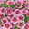 Zauberglöckchen 'Rave® Pink Barbados', rosa-pink-weiß, Topf-Ø 13 cm, 6 Pflanzen