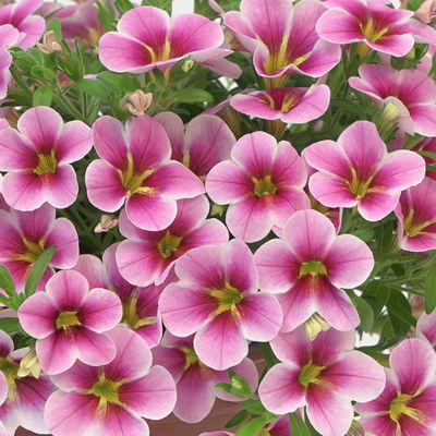 Zauberglöckchen 'Rave® Pink Barbados', rosa-pink-weiß, Topf-Ø 13 cm, 6 Pflanzen