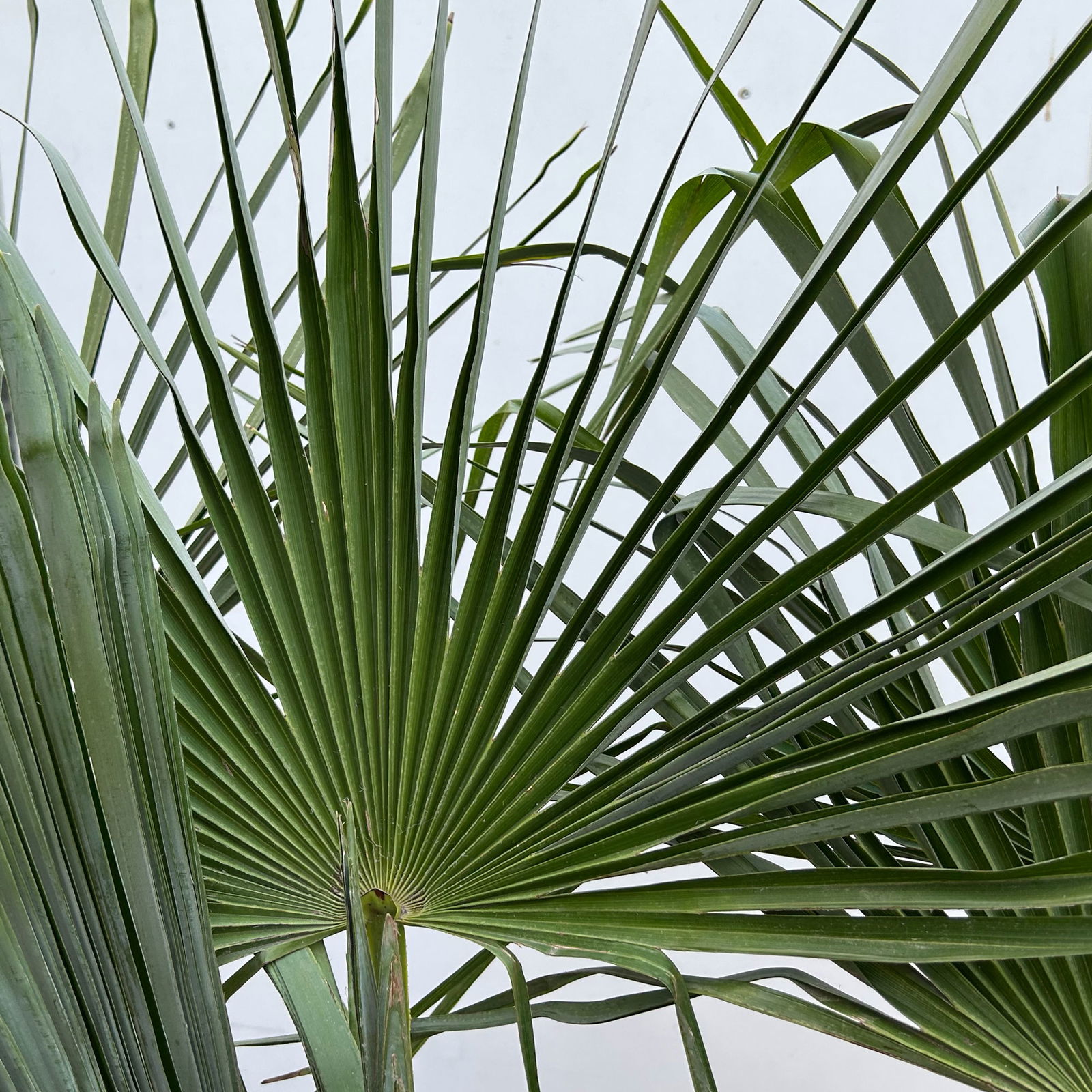 Hanfpalme, Stamm ca. 40 cm, Topf 35 Liter