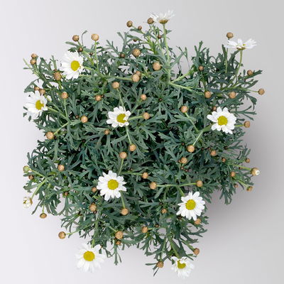 Margerite 'Stella', weiß, Topf-Ø 14 cm, 4 Pflanzen