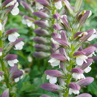 Acanthus mollis, weiß, Topf 11x11 cm, 3 Stück