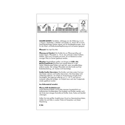 Gallerie-Dahlien 'Singer' rot, 1 Blumenknolle