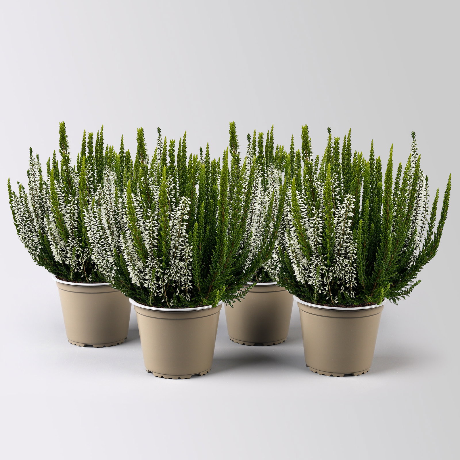 Calluna 'Skywhite' , grün-weiß, Topf-Ø 13 cm, 4 Pflanzen Calluna 'Skywhite' , grün-weiß, Topf-Ø 13 cm, 4 Pflanzen
