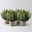 Calluna 'Skywhite' , grün-weiß, Topf-Ø 13 cm, 4 Pflanzen Calluna 'Skywhite' , grün-weiß, Topf-Ø 13 cm, 4 Pflanzen