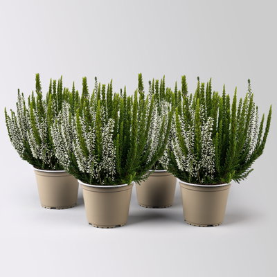 Calluna 'Skywhite' , grün-weiß, Topf-Ø 13 cm, 4 Pflanzen Calluna 'Skywhite' , grün-weiß, Topf-Ø 13 cm, 4 Pflanzen