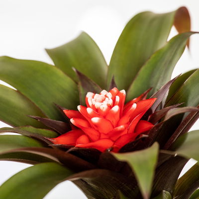 Guzmania 'Hope', rot-weiß, Topf-Ø 13 cm, Höhe ca. 45 cm, 2 Pflanzen Guzmania 'Hope', rot-weiß, Topf-Ø 13 cm, Höhe ca. 45 cm, 2 Pflanzen