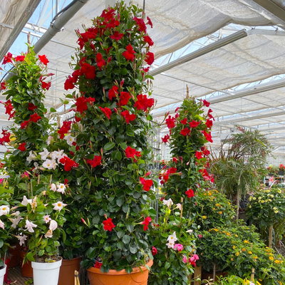 Dipladenie rot, XL-Pyramide, Topf-Ø 40 cm, Höhe ca. 180 cm