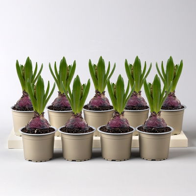 Hyazinthe rosa, vorgetrieben, Topf-Ø 9 cm, 9 Pflanzen Hyazinthe rosa, vorgetrieben, Topf-Ø 9 cm, 9 Pflanzen