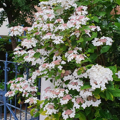 Tellerhortensie 'Lanarth White'®, Höhe 30-40 cm, Topf 5 Liter, 3er-Set Tellerhortensie 'Lanarth White'®, Höhe 30-40 cm, Topf 5 Liter, 3er-Set