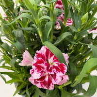 Dianthus 'Oscar®' zweifarbig, Topf-Ø 13 cm, 6 Stück