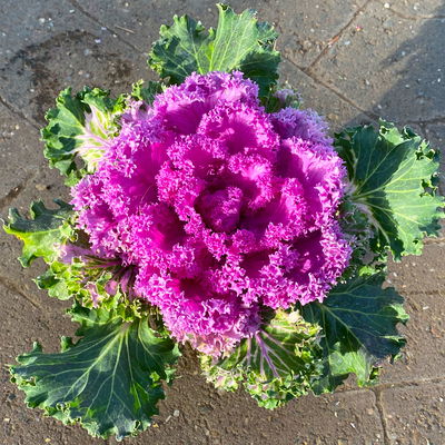 Zierkohl, grün-lila, kraus, Topf-Ø 12 cm, 6 Pflanzen