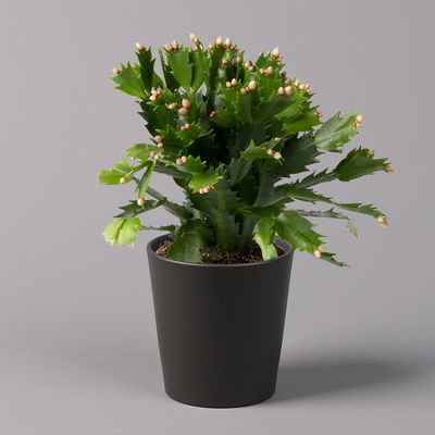 Weihnachtskaktus, orange, mit Übertopf anthrazit, Topf-Ø 12 cm, 2 Pflanzen