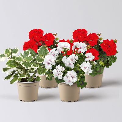 Pflanzenkreation Geranienzauber, klein, 4 Pflanzen Pflanzenkreation Geranienzauber, klein, 4 Pflanzen