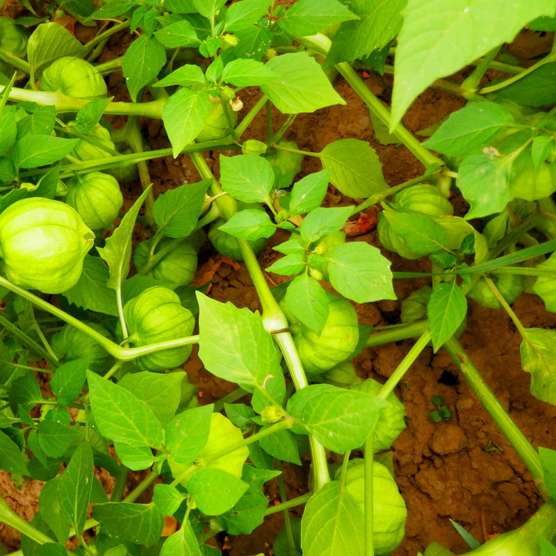 Physalissamen, Tomatillo 'Aurora' online kaufen PflanzenKölle