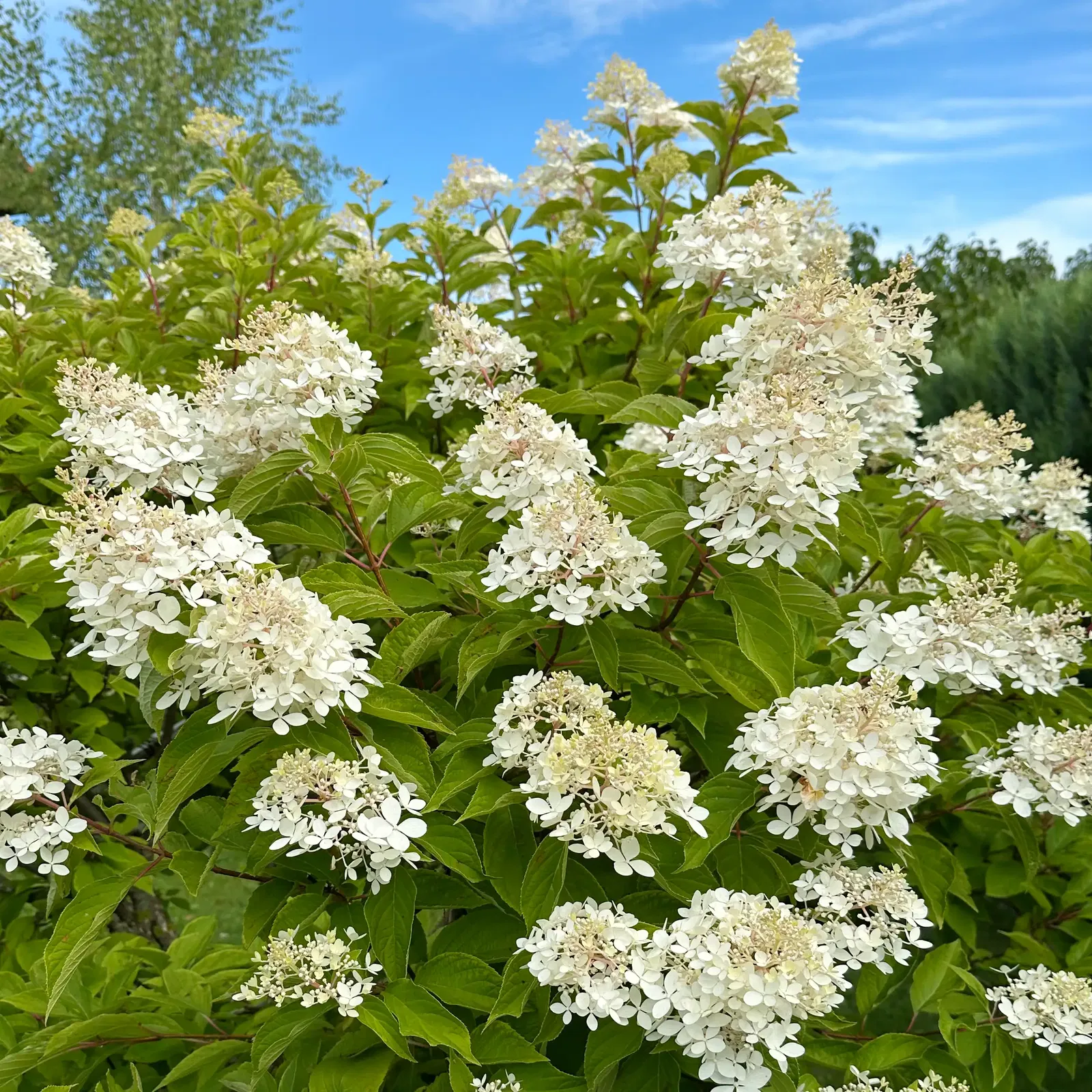 Rispenhortensie