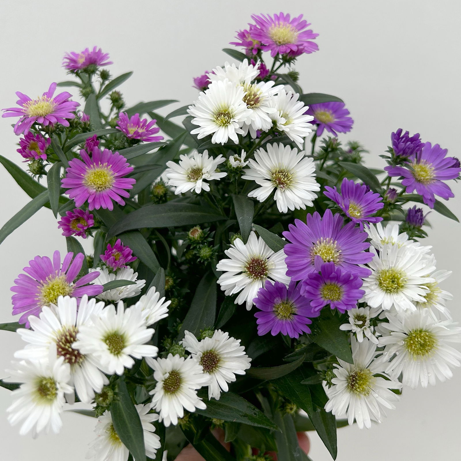 Aster novi-belgii 'Trio' weiß-rosa-blau, Topf-Ø 12 cm, 6er-Set