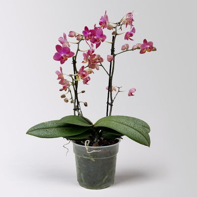 Duft Phalaenopsis 'Floral' lila/pink, Topf-Ø12 cm, im Übertopf mit Grußkarte