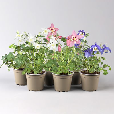 Langspornige Akelei 'Spring Magic®', Farbe zufällig, Topf-Ø 13 cm, 6er-Set