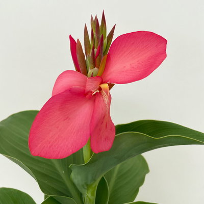 Canna 'Cannova® Rose', rosa, Topf-Ø 17 cm, 2 Pflanzen