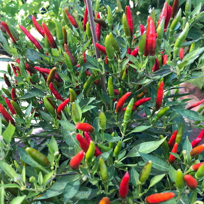 Blu Bio Chili 'Thai Chili F1', Topf-Ø 15 cm, 3er Set Blu Bio Chili 'Thai Chili F1', Topf-Ø 15 cm, 3er Set