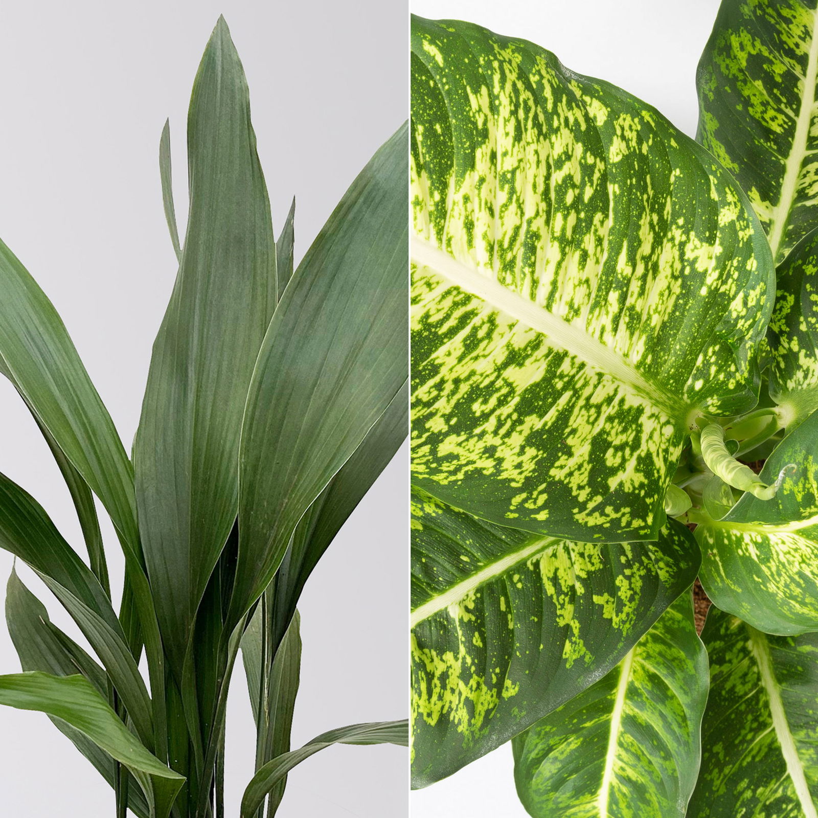 Grünpflanzen-Set Schatten-Duo, Topf-Ø 17 cm, 2 Pflanzen