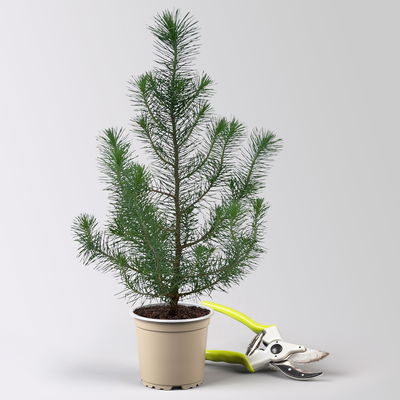 Pflanzenkreation Winterweiß, 8 Pflanzen + Lichterkette + Erde Pflanzenkreation Winterweiß, 8 Pflanzen + Lichterkette + Erde