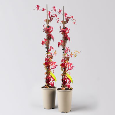 Wilder Wein 'Engelmanii', Höhe ca. 60 cm, Topf 2 Liter, 2 Stück