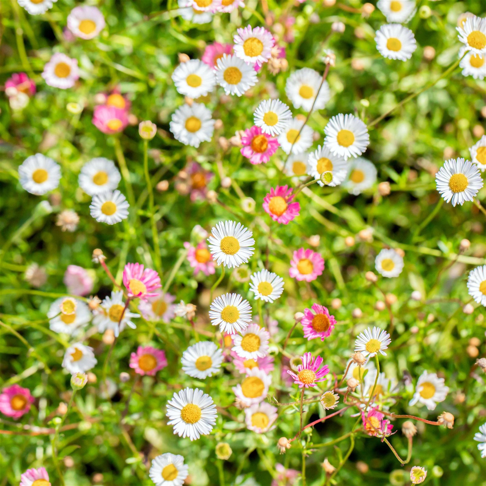 Bio Spanisches Gänseblümchen 'Blütenmeer' weiß, Topf-Ø 11 cm, 3er-Set