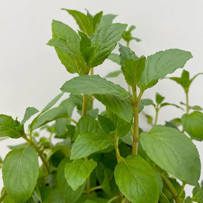 Schokoladenminze, Kölle Bio, 12cm Topf, frisch aus unserer Bio-Gärtnerei Schokoladenminze, Kölle Bio, 12cm Topf, frisch aus unserer Bio-Gärtnerei