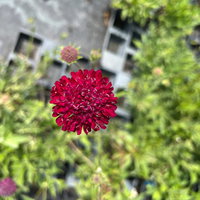 Bio Witwenblume, rot, Topf 11x11 cm, 3 Pflanzen Bio Witwenblume, rot, Topf 11x11 cm, 3 Pflanzen