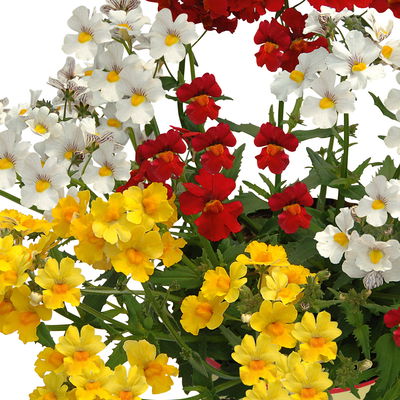 Nemesie 'Trio', weiß-gelb-rot, Topf-Ø 12/13 cm, 3 Pflanzen Nemesie 'Trio', weiß-gelb-rot, Topf-Ø 12/13 cm, 3 Pflanzen