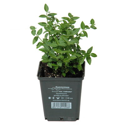 Grüner Spindelstrauch 'Radicans', 12er-Set, 9 cm Ø Topf Grüner Spindelstrauch 'Radicans', 12er-Set, 9 cm Ø Topf