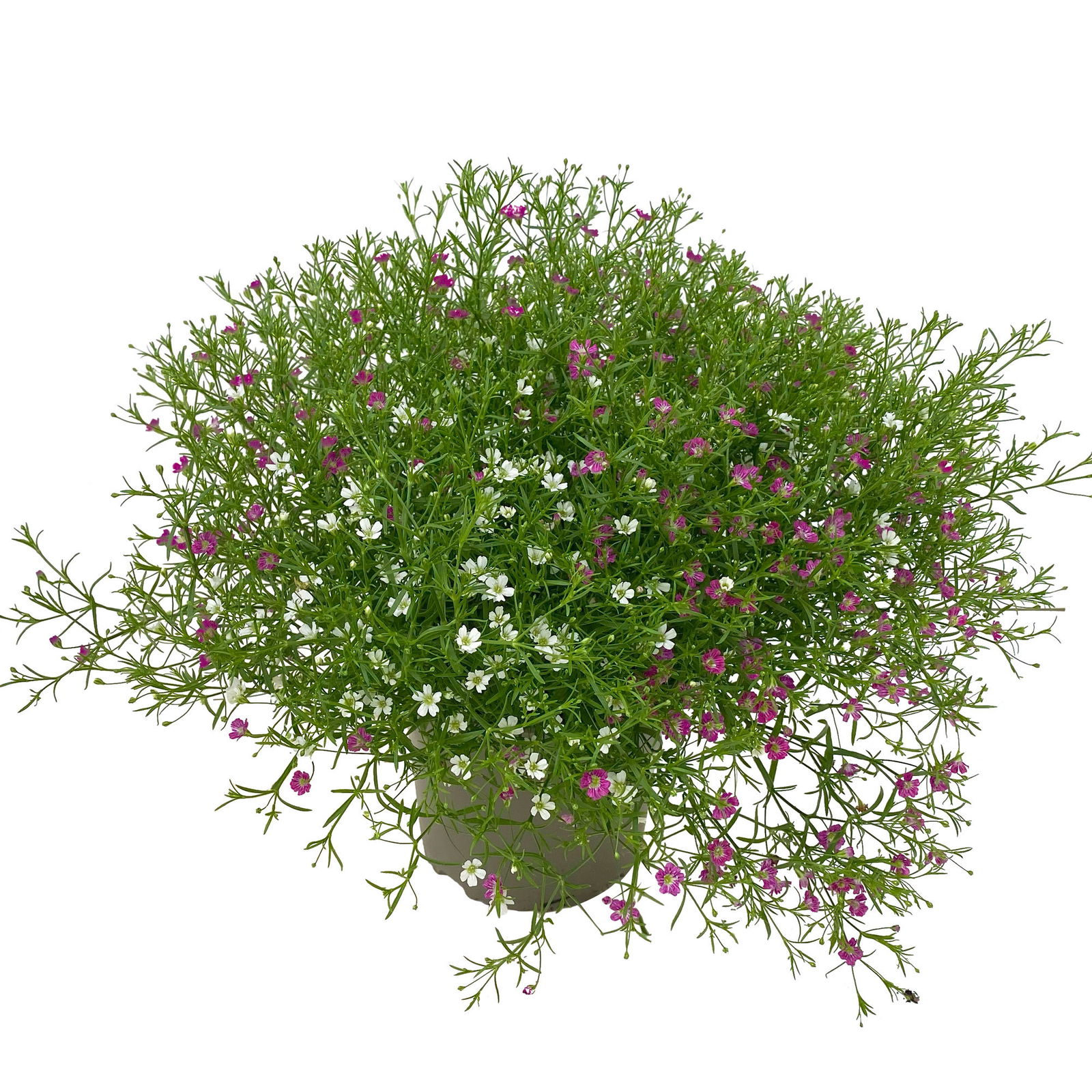Schleierkraut 'Duo' rosa-weiß, Topf-Ø 12/13 cm