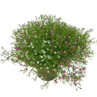 Schleierkraut 'Duo' rosa-weiß, Topf-Ø 12/13 cm