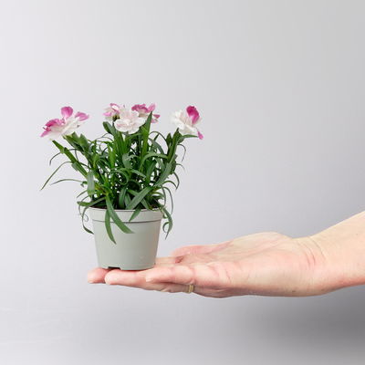Dianthus 'Pink & Proud®' Mini weiß-pik, Topf-Ø 7 cm, 12 Pflanzen