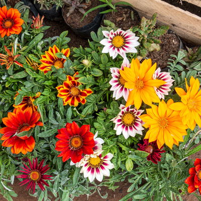 Mittagsgold Farbe zufällig, Topf-Ø 12 cm, 6er-Set Mittagsgold Farbe zufällig, Topf-Ø 12 cm, 6er-Set