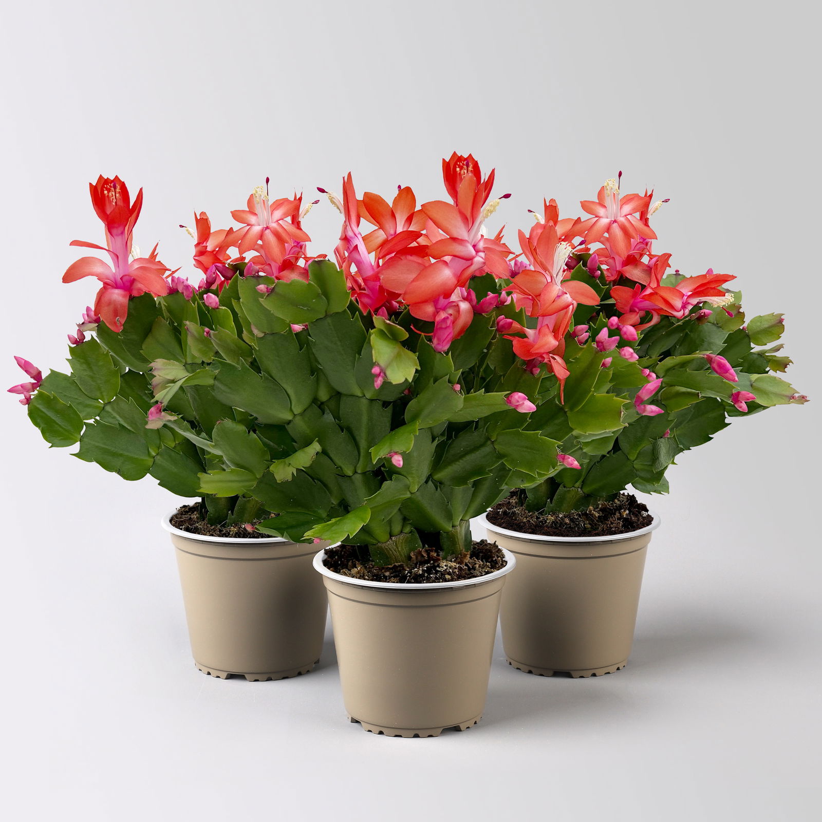 Weihnachtskaktus, rot, Topf-Ø 12 cm, 3 Pflanzen Weihnachtskaktus, rot, Topf-Ø 12 cm, 3 Pflanzen