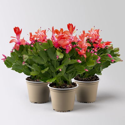Weihnachtskaktus, rot, Topf-Ø 12 cm, 3 Pflanzen Weihnachtskaktus, rot, Topf-Ø 12 cm, 3 Pflanzen