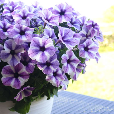 Petunie 'Sweetunia® Starfish' flieder-weiß, hängend, Topf-Ø 13 cm, 6 Pflanzen