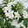 Sommerjasmin 'Herz' weiß, Topf-Ø 25 cm, Höhe ca. 65 cm