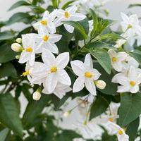 Sommerjasmin 'Herz' weiß, Topf-Ø 25 cm, Höhe ca. 65 cm