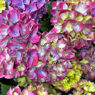 Hortensie  'Tabletensia®' lila, Topf-Ø 10 cm, 2er-Set