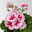 Geranie weiß-rosa, stehend, Topf-Ø 13 cm, 6 Pflanzen