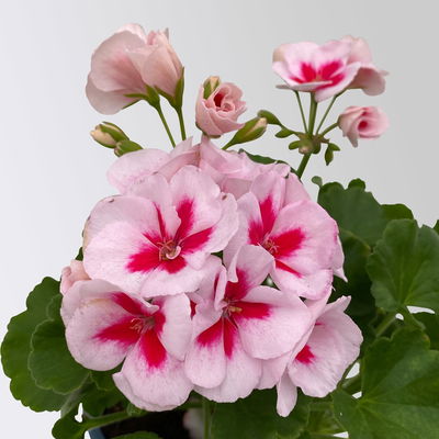 Geranie weiß-rosa, stehend, Topf-Ø 13 cm, 6 Pflanzen