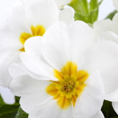 Primel weiß, Topf-Ø 10,5 cm, 8 Pflanzen Primel weiß, Topf-Ø 10,5 cm, 8 Pflanzen