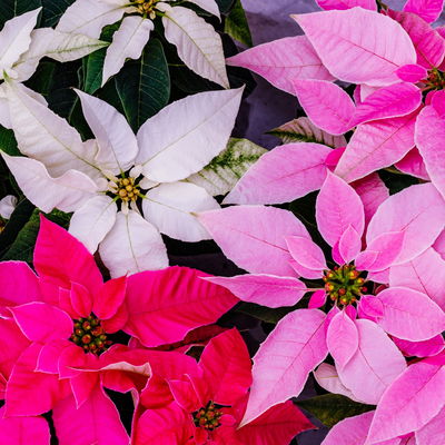 Bio Herbststern 'Princettia'®, rosa, pink & weiß, Topf-Ø 12 cm, 3 Pflanzen Bio Herbststern 'Princettia'®, rosa, pink & weiß, Topf-Ø 12 cm, 3 Pflanzen