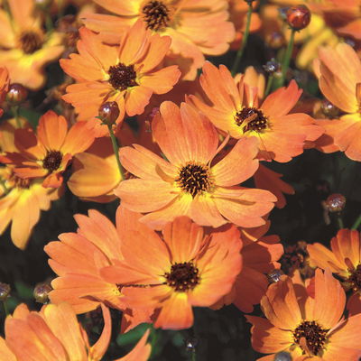 Mädchenauge 'Mango Punch', orange, Topf 19 cm Mädchenauge 'Mango Punch', orange, Topf 19 cm