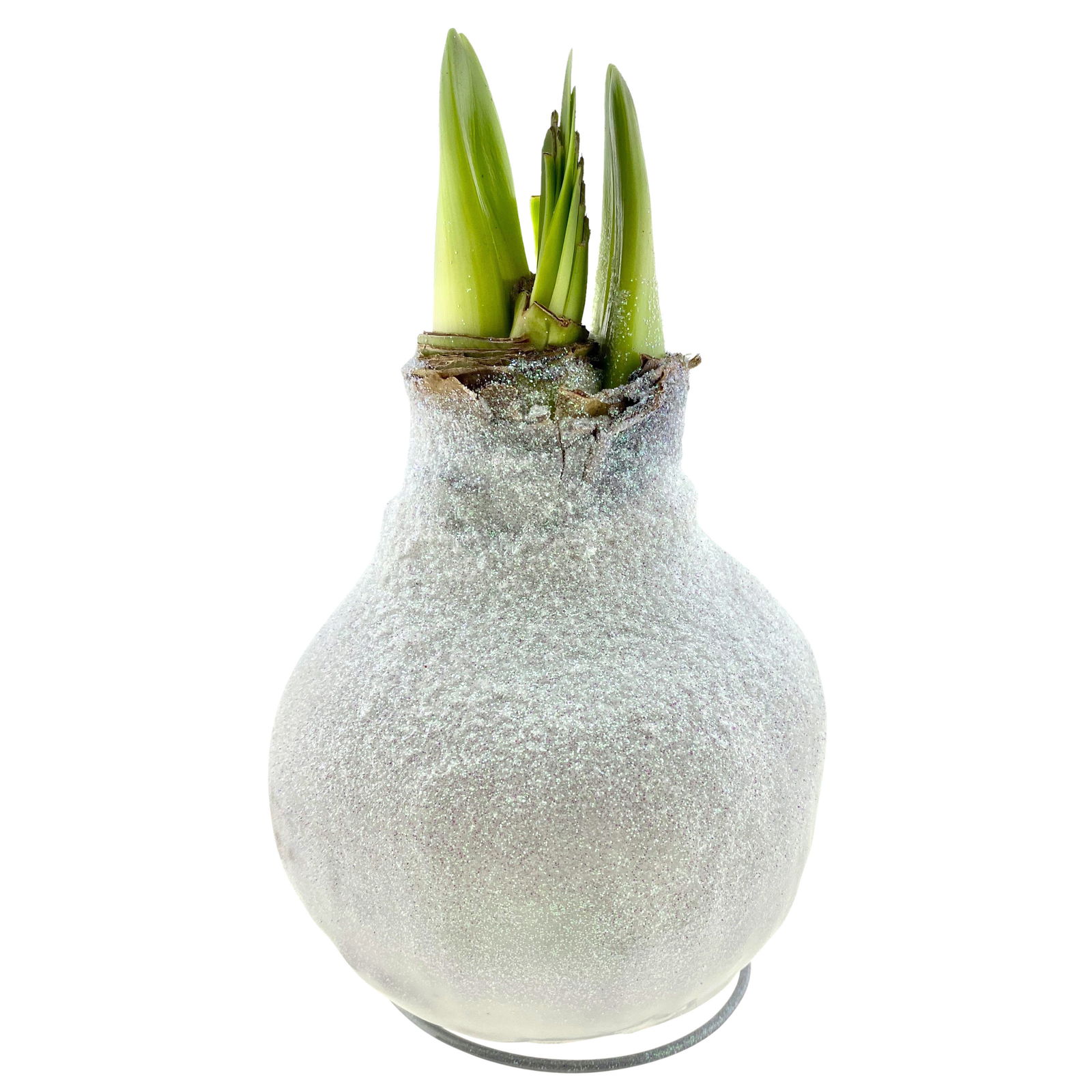 Gewachste XL-Amaryllis- Zwiebel, weiße Blüte, Dekor 'Glitter White'