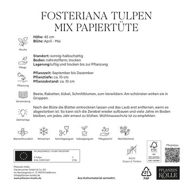 XXL Fosteriana Tulpen Mix Papiertüte 50 Blumenzwiebeln